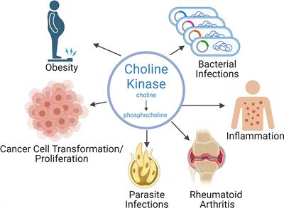 Is choline kinase alpha a drug target for obesity?